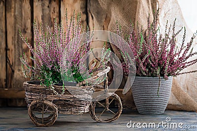 Cultivated potted pink calluna vulgaris or common heather flowers standing on wooden background Stock Photo