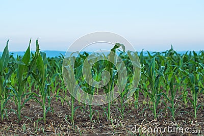 Cultivated sorghum field in sunset Stock Photo