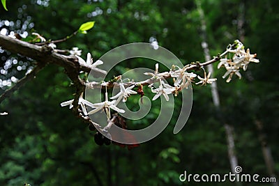 coffee flower blossom on coffee tree branch Stock Photo