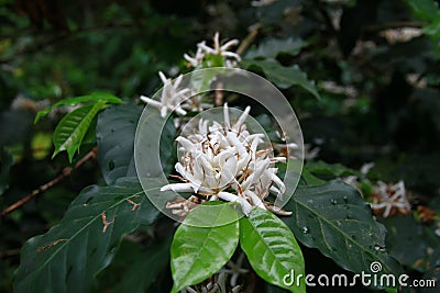 coffee flower blossom on coffee tree branch Stock Photo