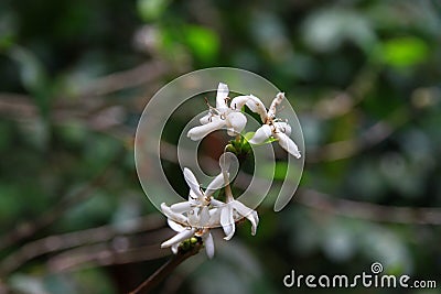 coffee flower blossom on coffee tree branch Stock Photo