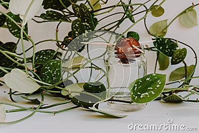 Cultivating different avocado seeds at home growing in a glass of water with green leaves surrounding Stock Photo