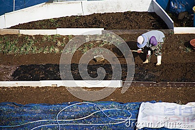 Cultivating of korean farmer people grow vegetables garden and growing fruits plantation for harvest cultivating herb plants Editorial Stock Photo