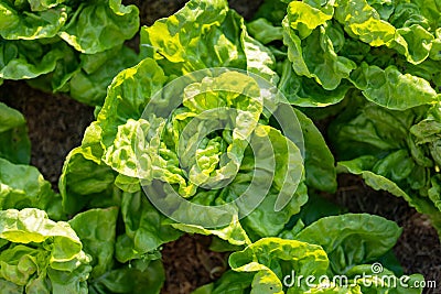 Cultivating lettuce in summer season. Growing own vegetables in a homestead. Gardening and lifestyle of self-sufficiency Stock Photo