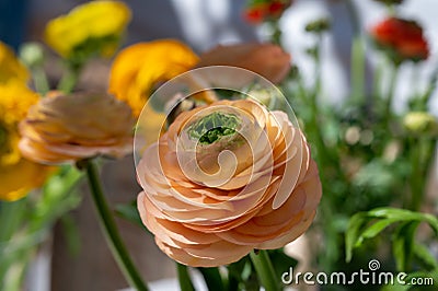 Pouring in tulip-shaped tasting glass Scotch single malt or blended whisky Stock Photo