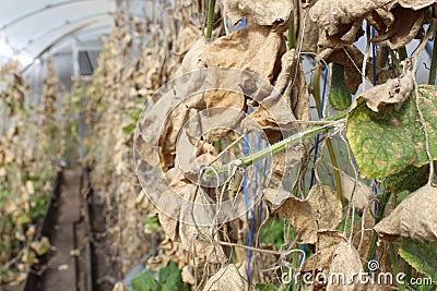 cultivation of cucumbers, vegetables. borage dried, end of season, preparation for the winter season. Farming. Autumn works Stock Photo