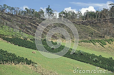 Cultivation and deforestation in Brazil. Stock Photo