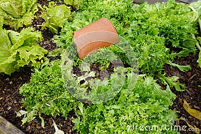 cultivation of escarole in the vegetable garden. how to whiten the crop of escarole with tile Stock Photo