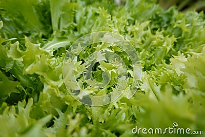 cultivation of escarole in the vegetable garden. macro of escarole leaves. planting escarole Stock Photo