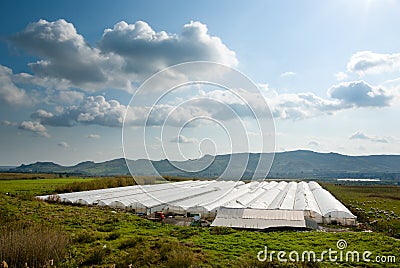 Cultivation in greenhouse Stock Photo