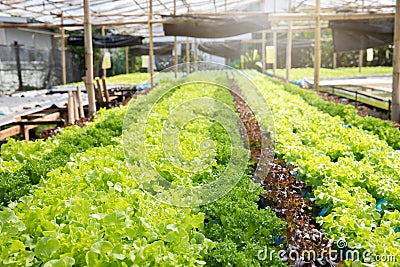 Cultivation hydroponic green oak in plant nursery farm, Organic vegetables Stock Photo