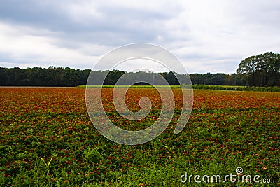 Cultivation of many orange blooming African Marigold or Tagetes plants on a cloudy day at the end of the Dutch summer season Stock Photo