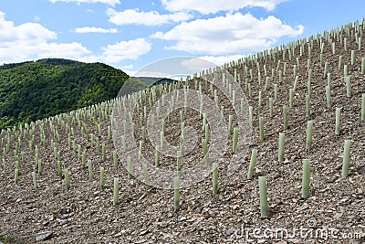 The cultivation of a new vineyard in Rech, Germany Stock Photo