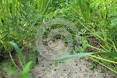 Cultivation of orange carrots. Digging up crops. Plant Care Stock Photo