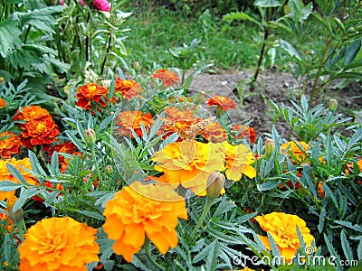 The cultivation of the orange and red colours of marigolds Stock Photo