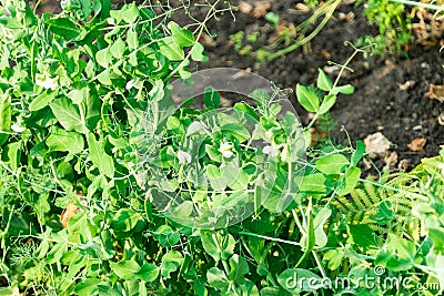 The cultivation of peas. Photo of growing peas in the garden Stock Photo