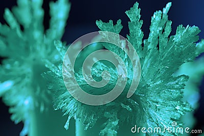 Cultivation of radiant blue crystals close-up photo Stock Photo