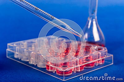 Cultivation of stem cells in sterile box. Stock Photo