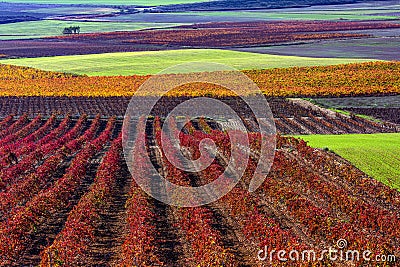 Cultivation of vineyards with different colours Stock Photo