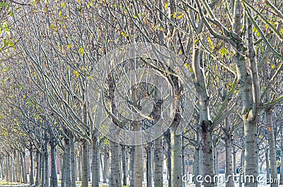 Cultivation of walnut trees Stock Photo