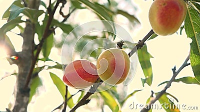 Culture de fruits sucrés mature de pêche sur une branche de pêcher avec le soleil brillant dans le verger. banque de vidéos Culture de fruits sucrés mature de pêche sur une branche de pêcher avec le soleil brillant dans le verger. banque de vidéos