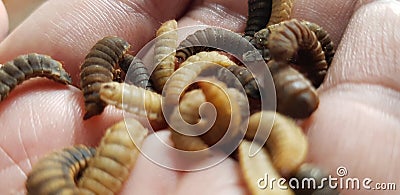 Brown Black Soldier Fly in Hand Stock Photo