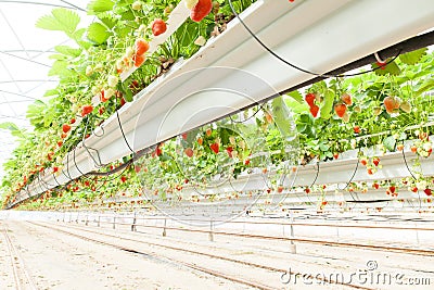 Culture in a greenhouse strawberry and strawberries Stock Photo