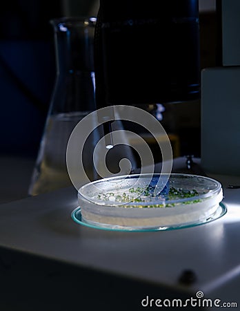 Culture in a petri dish under a light stereomicroscope is examined for pharmaceutical bioscience research. Concept of science, Stock Photo