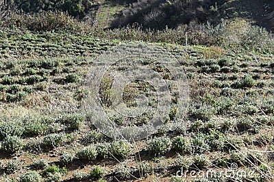 Culture of plant of thyme Origanum syriacum largely used called zaatar, in middle east, in order to preserve natural ressources Stock Photo