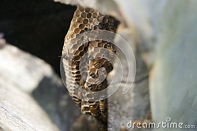 Cultured bees` hive Editorial Stock Photo