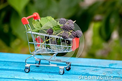 Cumberland black raspberry berries in the garden in a shopping cart, raspberry harvest Stock Photo