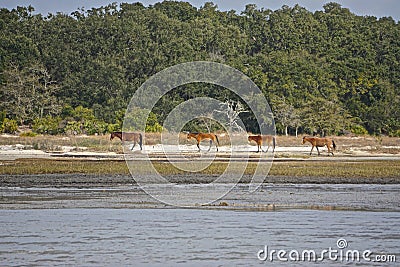 Cumberland Island, Georgia, USA: A small herd of wild horses Stock Photo