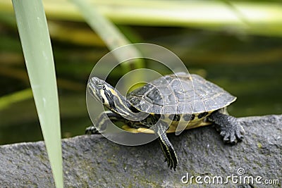 Cumberland slider, trachemys scripta troostii Stock Photo