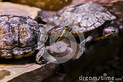Cumberland slider turtle head in closeup with another turtle in the background Stock Photo
