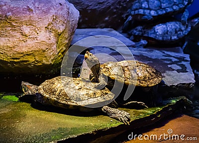 Cumberland slider turtle standing on another turtle and looking up with his head, tropical reptiles from America Stock Photo