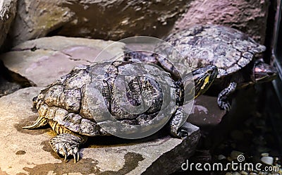 Cumberland slider turtle on a stone in closeup with another turtle in the background, a tropical pet from america Stock Photo