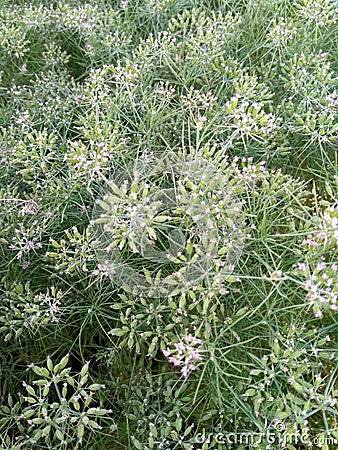 CUMIN seeds plant jeera tree Jira farm Jeera biz fluffy volume bush of cumin (zira) on a farming in INDIA Stock Photo