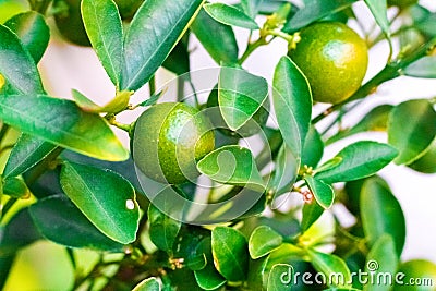 Cumquat, kumquat , orange with leaf isolated on background close Stock Photo