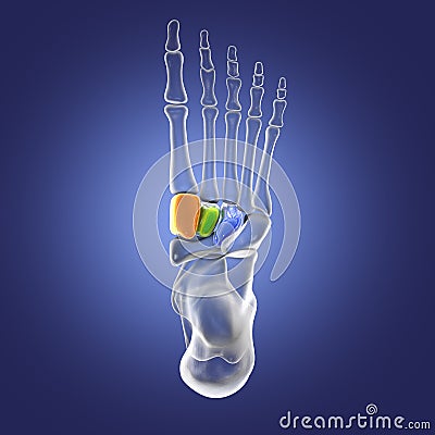 Cuneiform bones of the foot, 3D illustration Cartoon Illustration