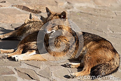 Cunning and quick-witted Golden Jackal loves sweets and pheasants Stock Photo