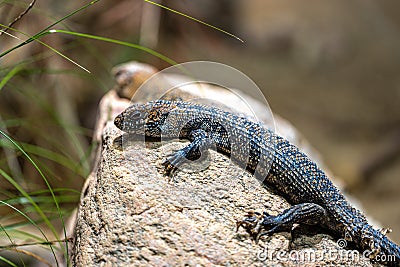 Cunningham's Spiny-tailed Skink Stock Photo