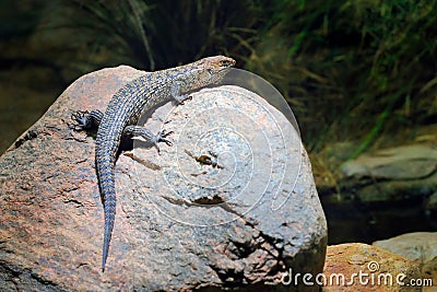 Cunningham`s spiny-tailed skink, Egernia cunninghami, large lizard sitting on the stone in the nature habitat. Big reptile from Stock Photo