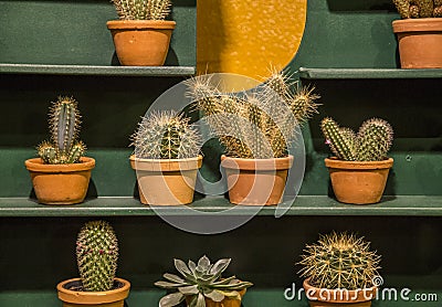 Cup cactus decoration nature Stock Photo