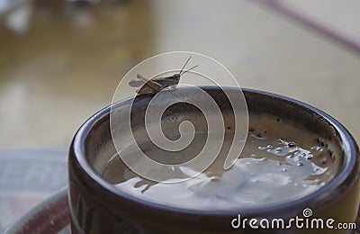 Cup of coffee with an unexpected guest Stock Photo