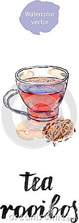 Cup of healthy and tasty traditional herbal rooibos red beverage Vector Illustration