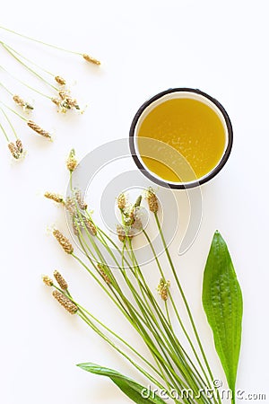 A cup of herbal tea against cough with fresh ribwort plantain leaves.Hebal medicine. Minimalism. Beautiful spring wildflowers . Stock Photo