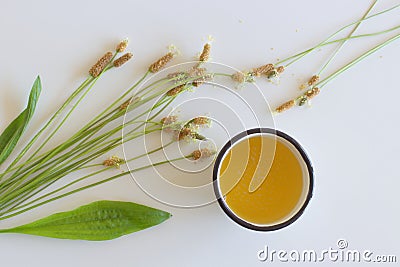 A cup of herbal tea against cough with fresh ribwort plantain leaves.Hebal medicine. Minimalism. Beautiful spring Stock Photo