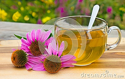 Cup of herbal tea from echinacea. Stock Photo