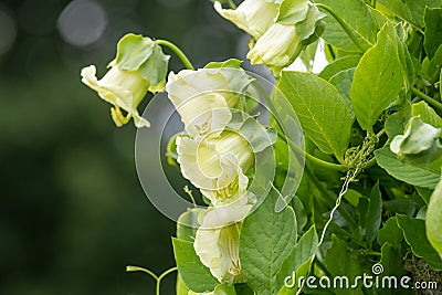 Cup and saucer cobaea scandens vine Stock Photo