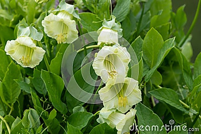 Cup and saucer cobaea scandens vine Stock Photo